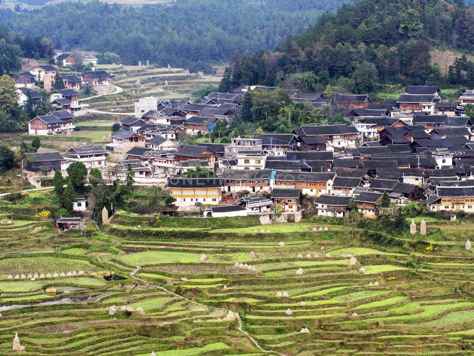 Rice Field by leieng