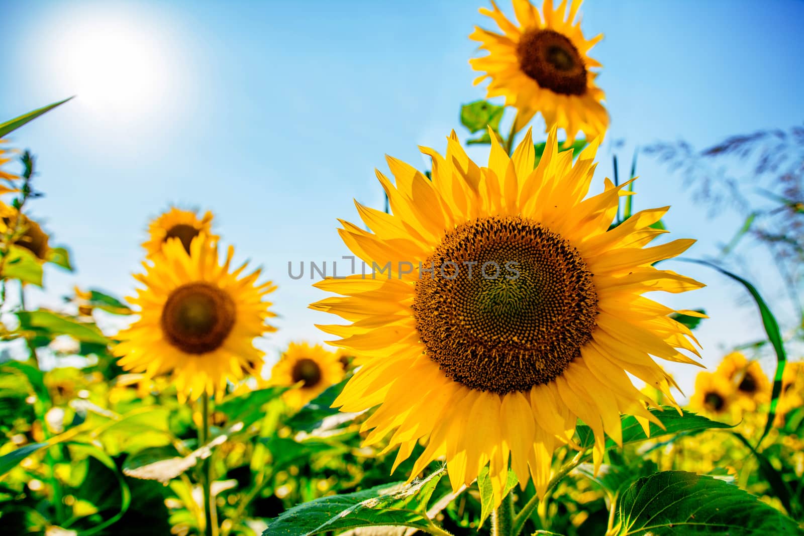 Sunflower field in middle of summer.