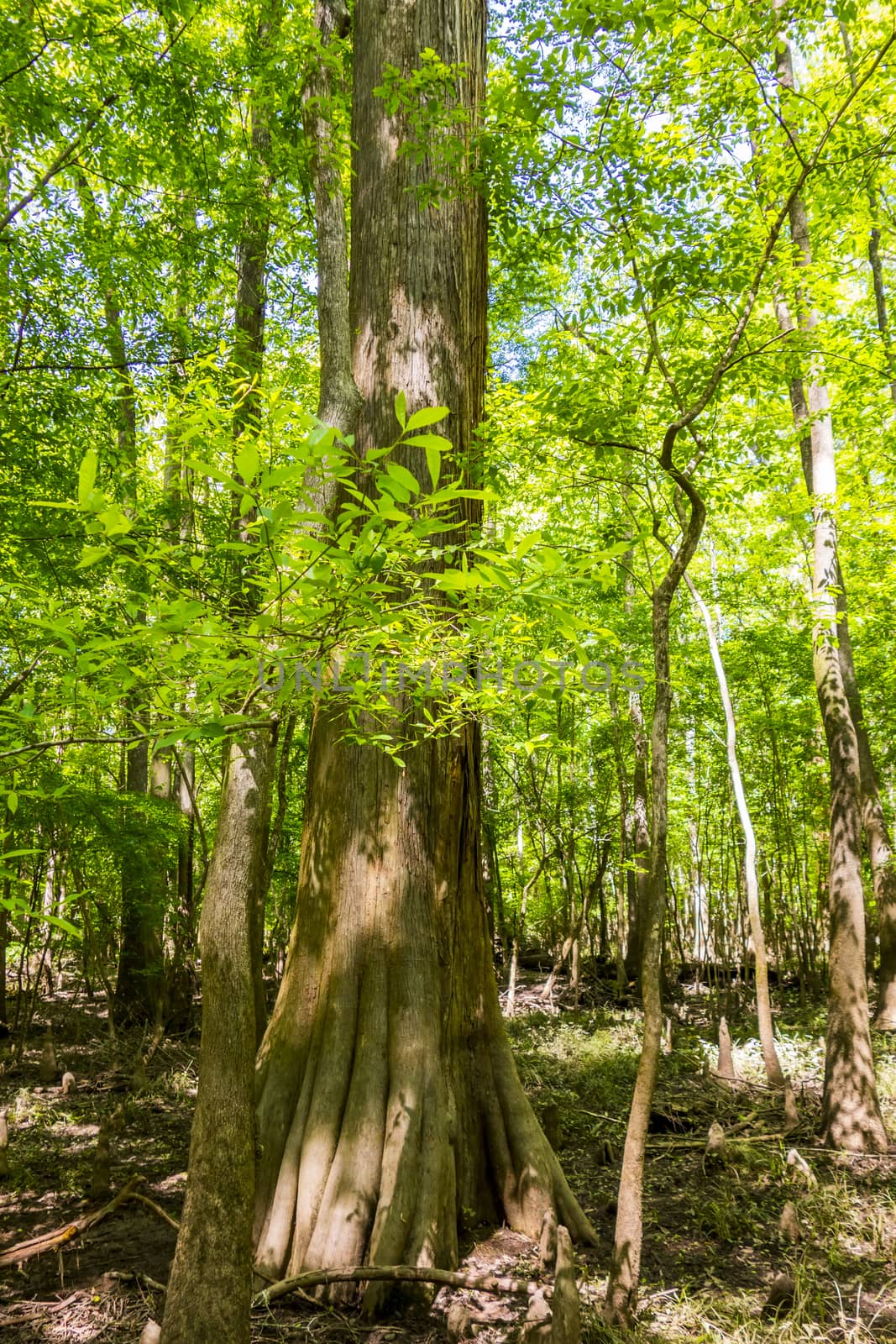 cypress forest and swamp of Congaree National Park in South Caro by digidreamgrafix