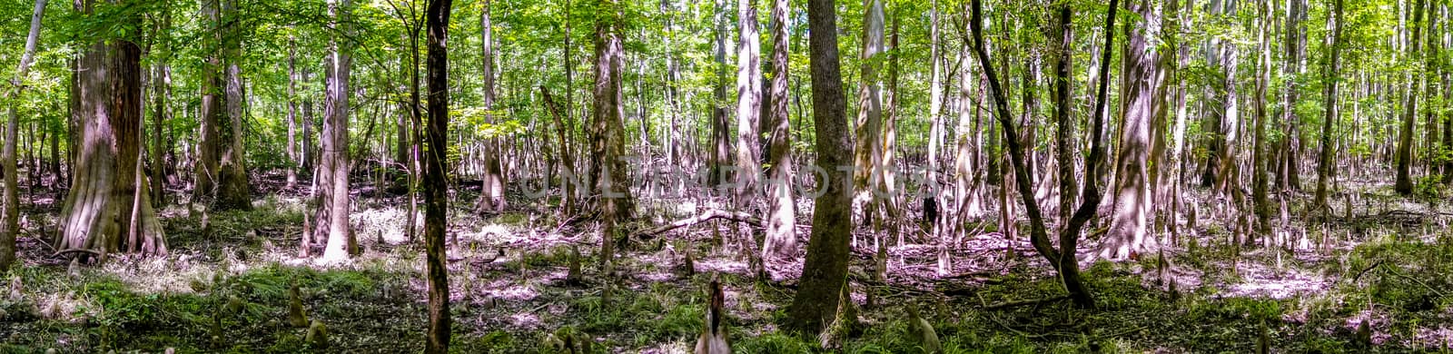 cypress forest and swamp of Congaree National Park in South Caro by digidreamgrafix
