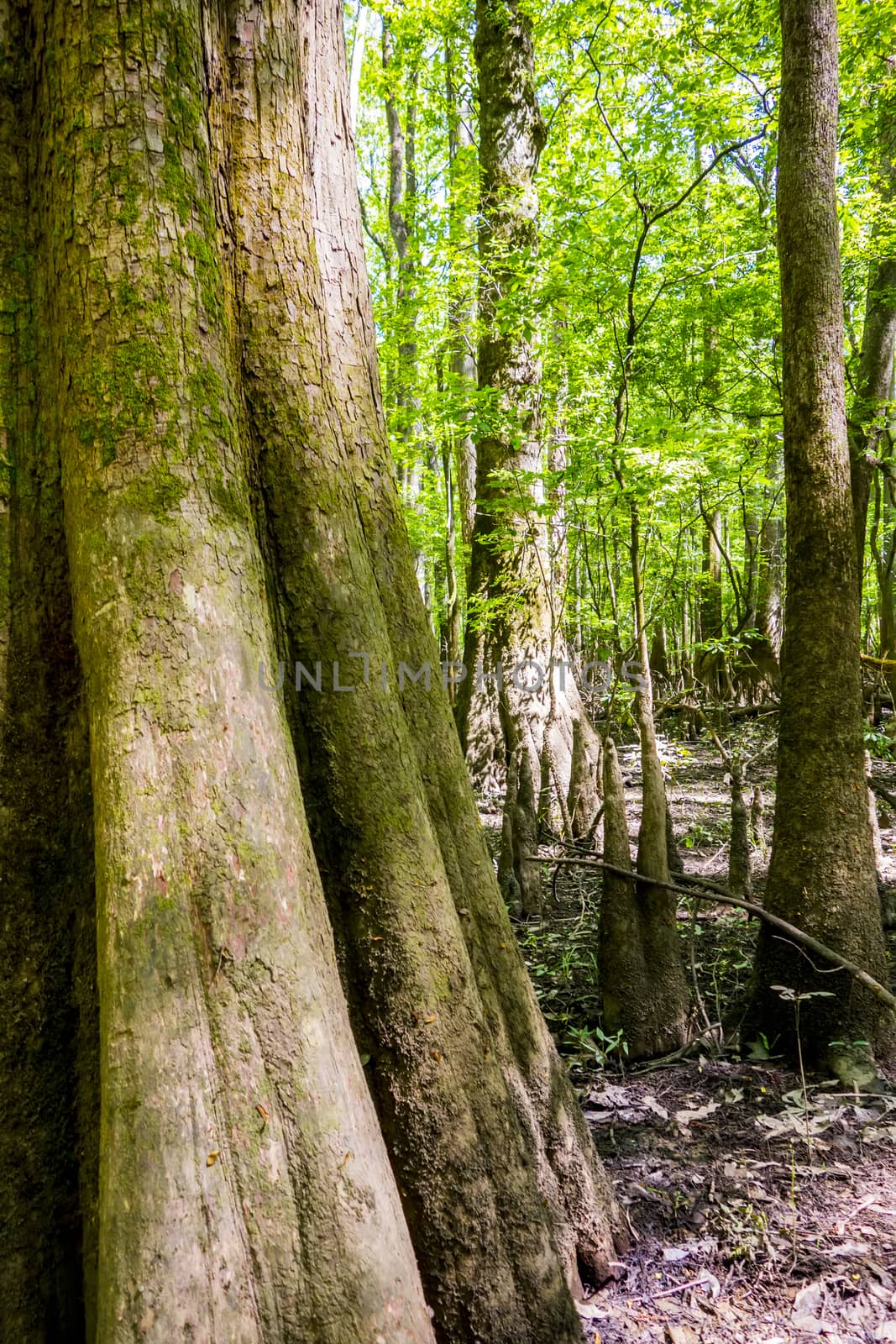 cypress forest and swamp of Congaree National Park in South Caro by digidreamgrafix