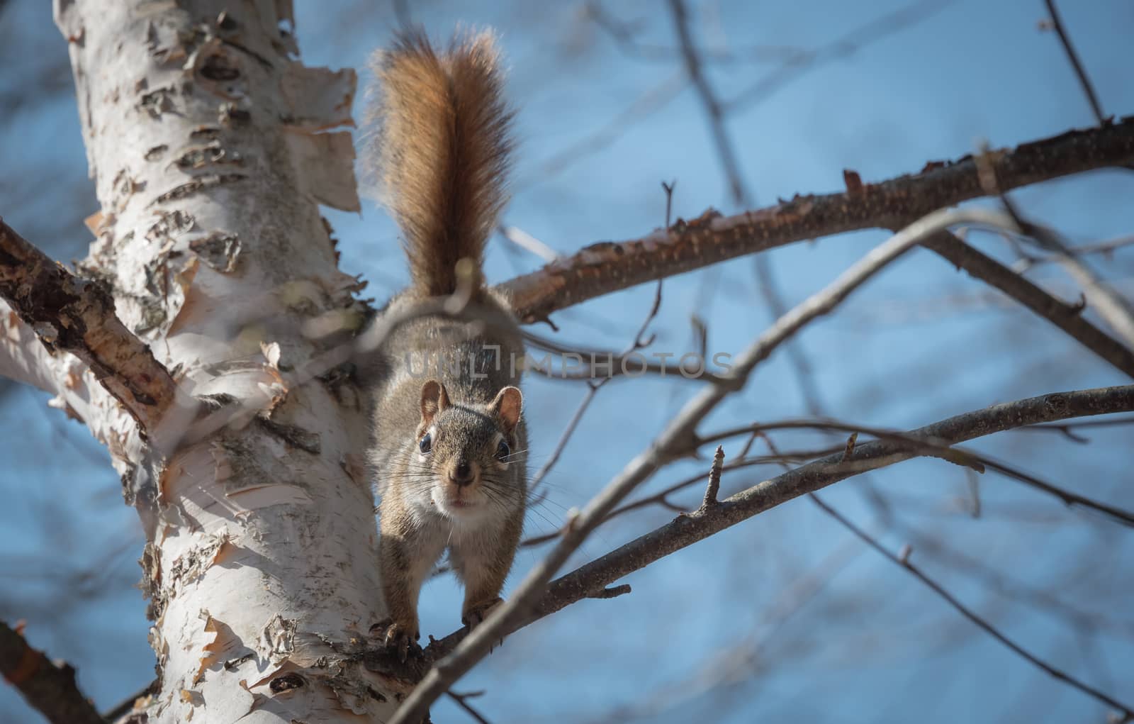 Mr. Red squirrel follows me around where he lives in the woods near a cottage.