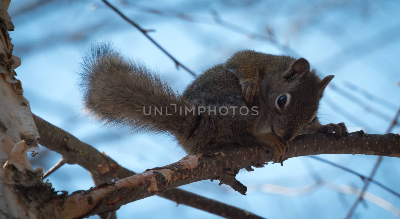 Mr. Red squirrel follows me around where he lives in the woods near a cottage.