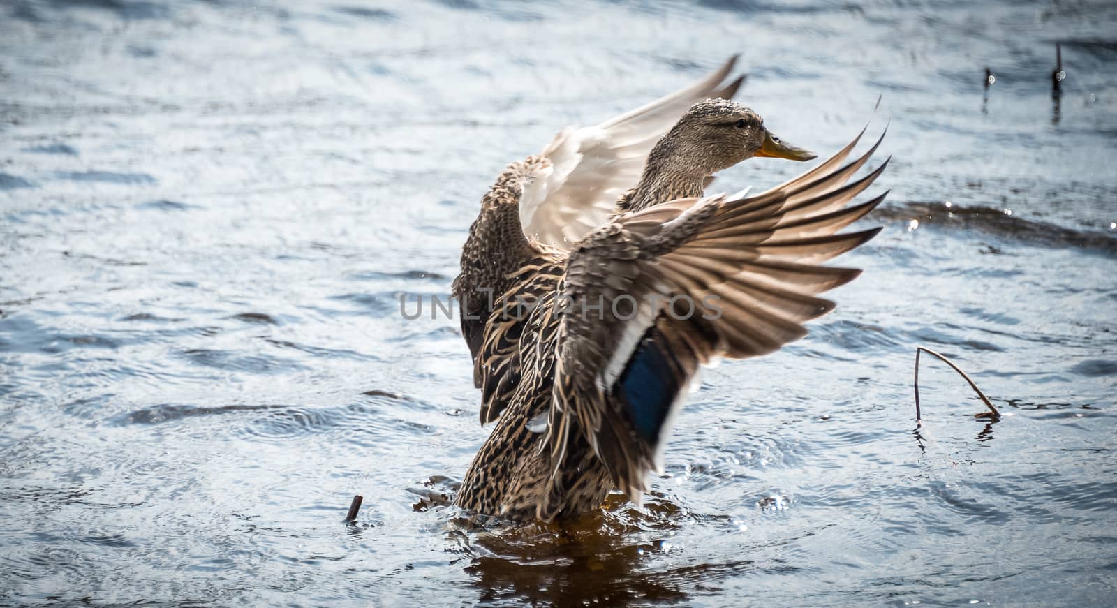 A female Mallard duck goes parading looking for a mate along the shoreline.