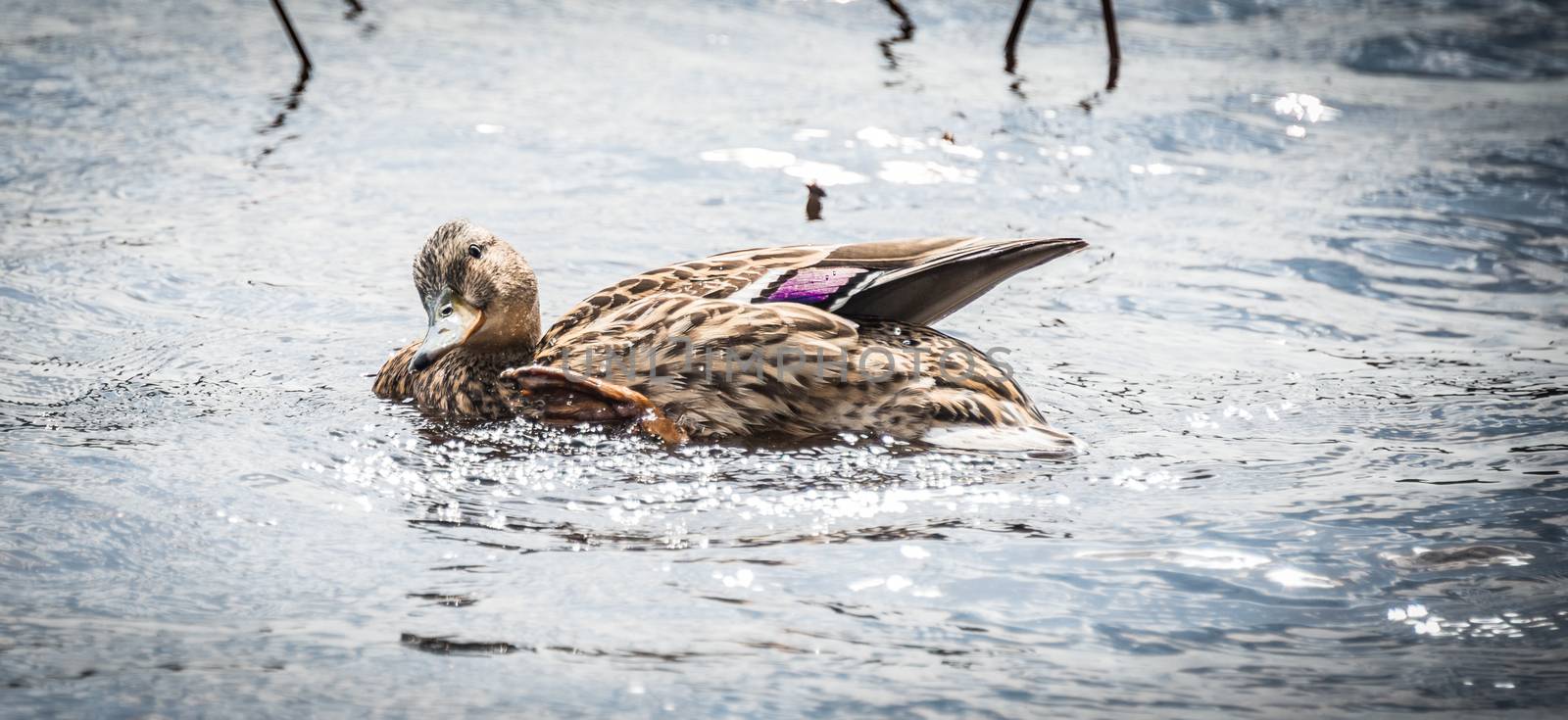 Here: a wood Duck doing what ducks do - living in woodland lakes. by valleyboi63