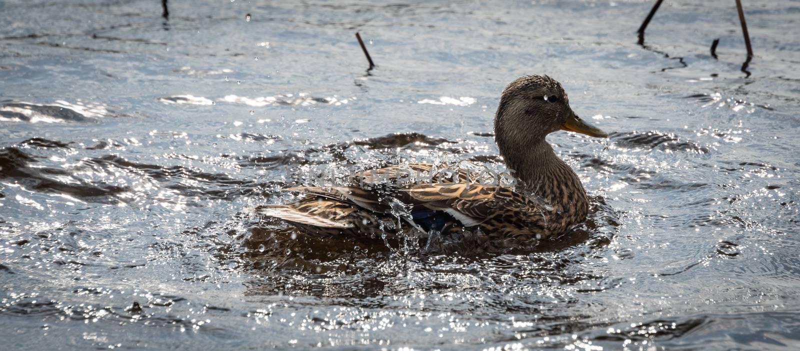 A female Mallard duck goes parading looking for a mate along the shoreline.