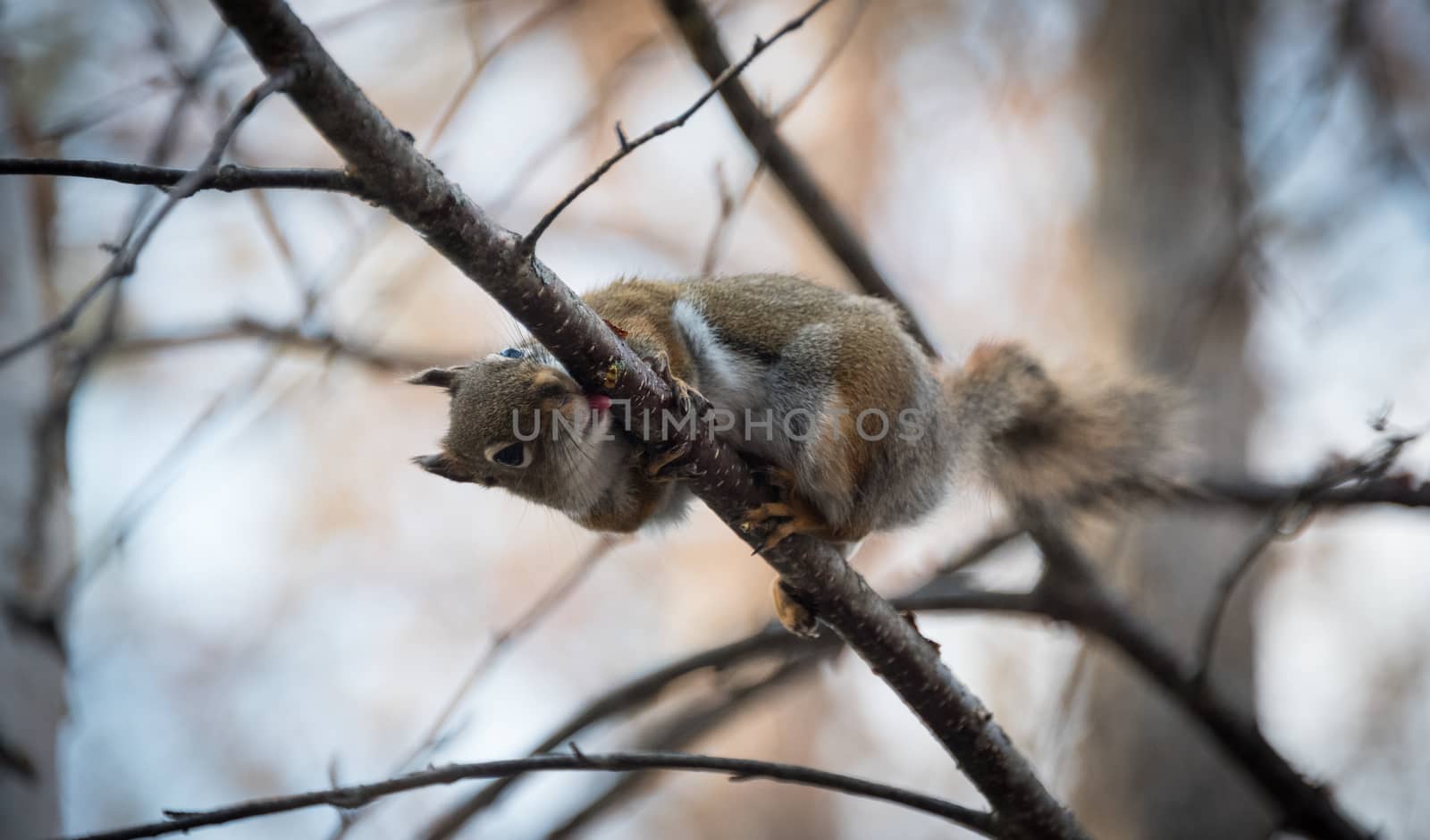 Mr. Red squirrel follows me around where he lives in the woods near a cottage.