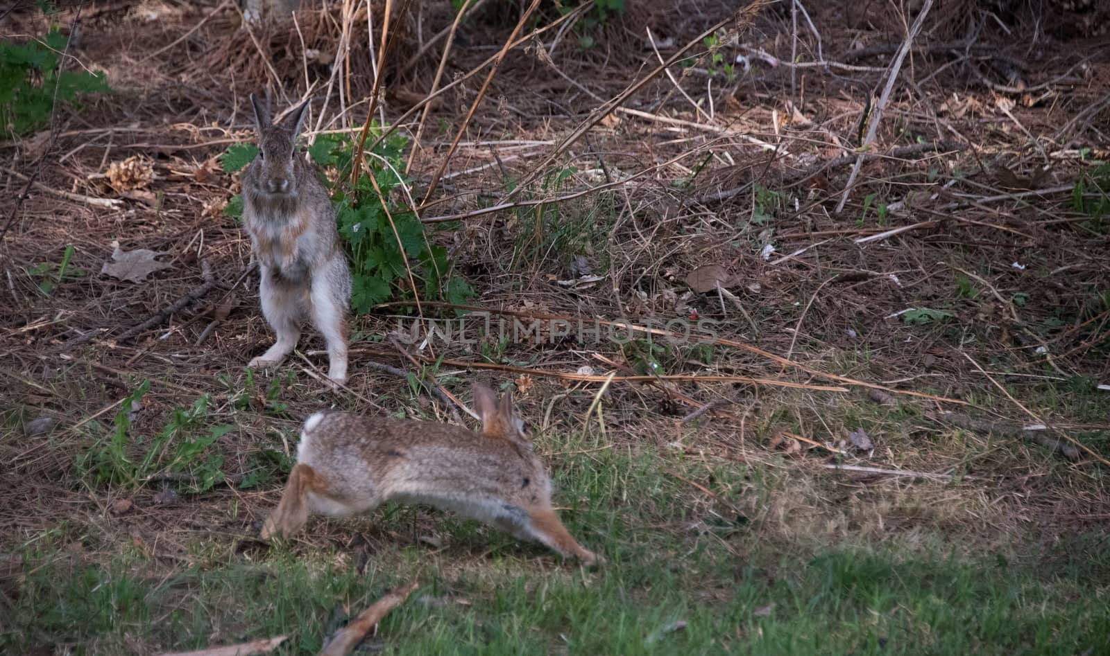 A male Cotton Tail Rabbit bounds into the air at the appearance of another.