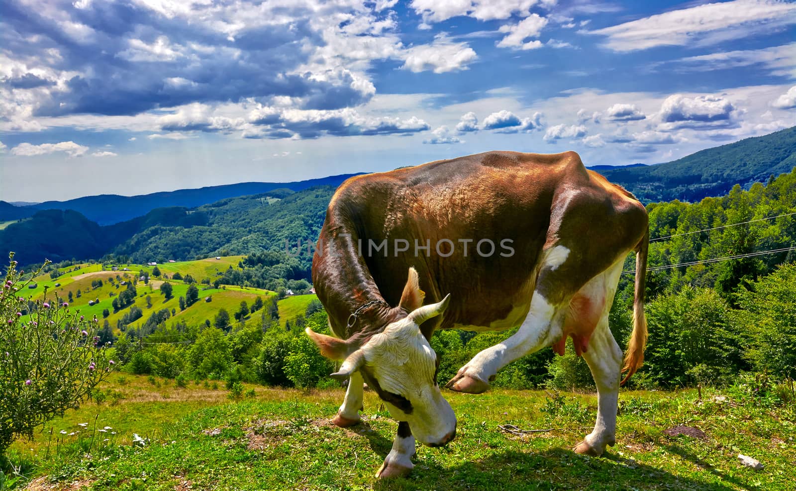Funny brown cow scratching on mountain landscape in summer.