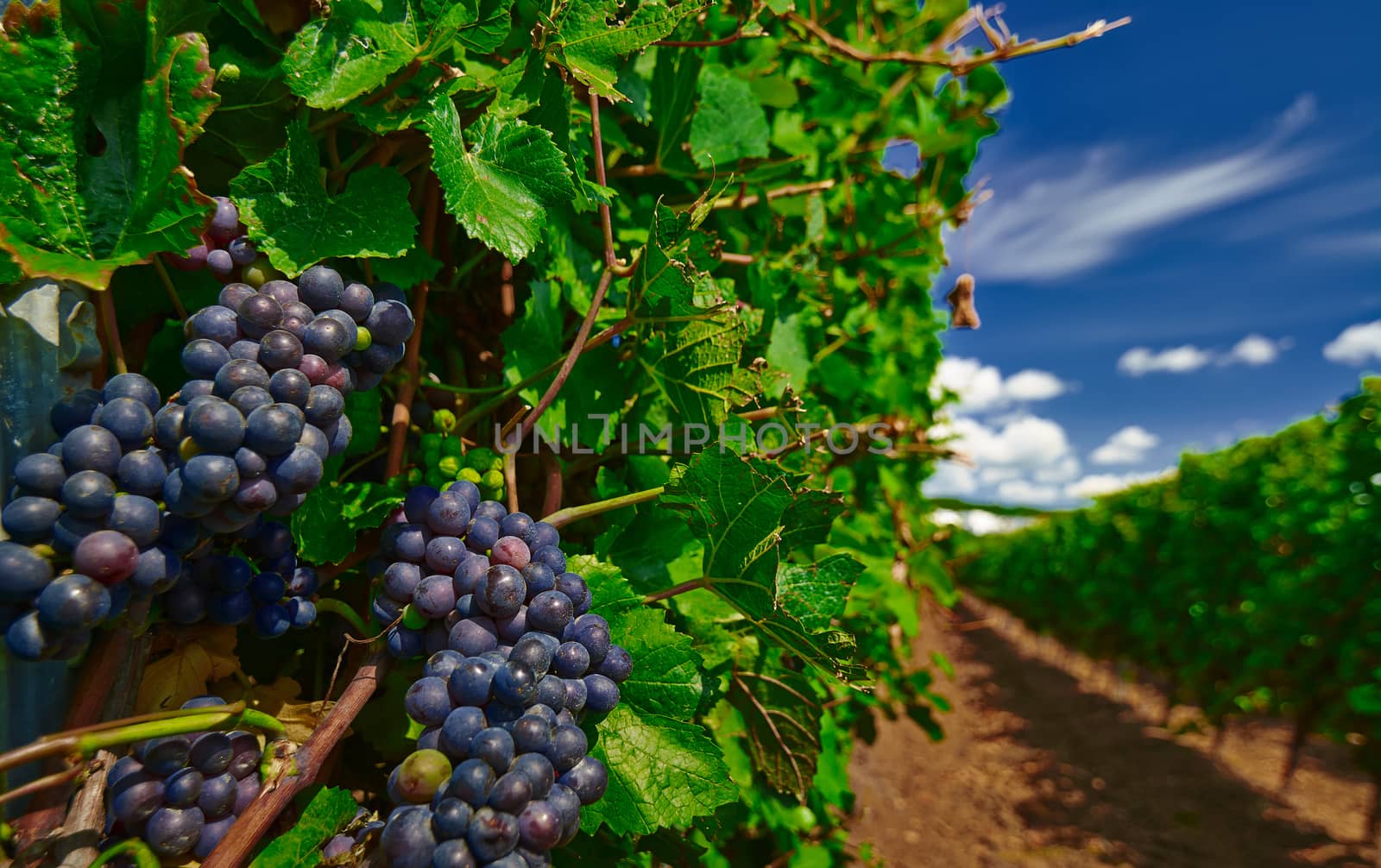 Vineyard landscape with black wine grapes.