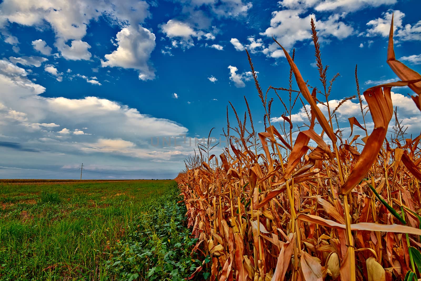 Yellow corn field with blue sky at the end of summer.