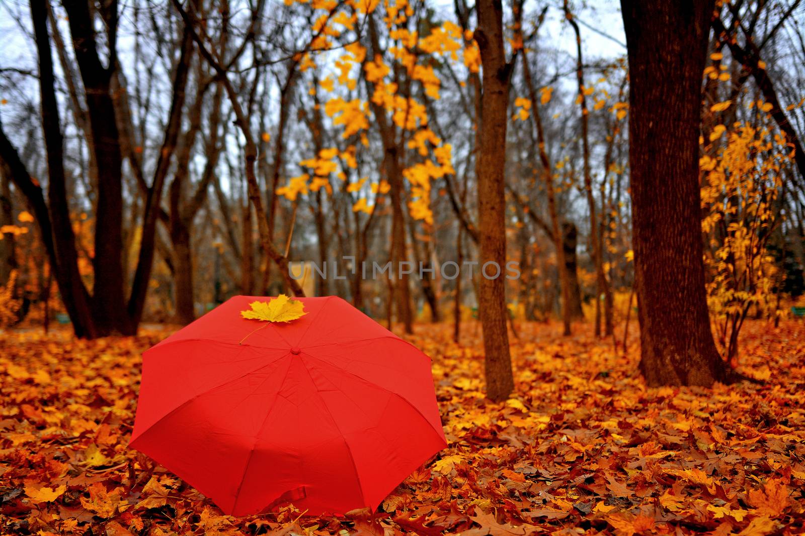 Autumn fall in the park with orange umbrella over withered yellow leaves..