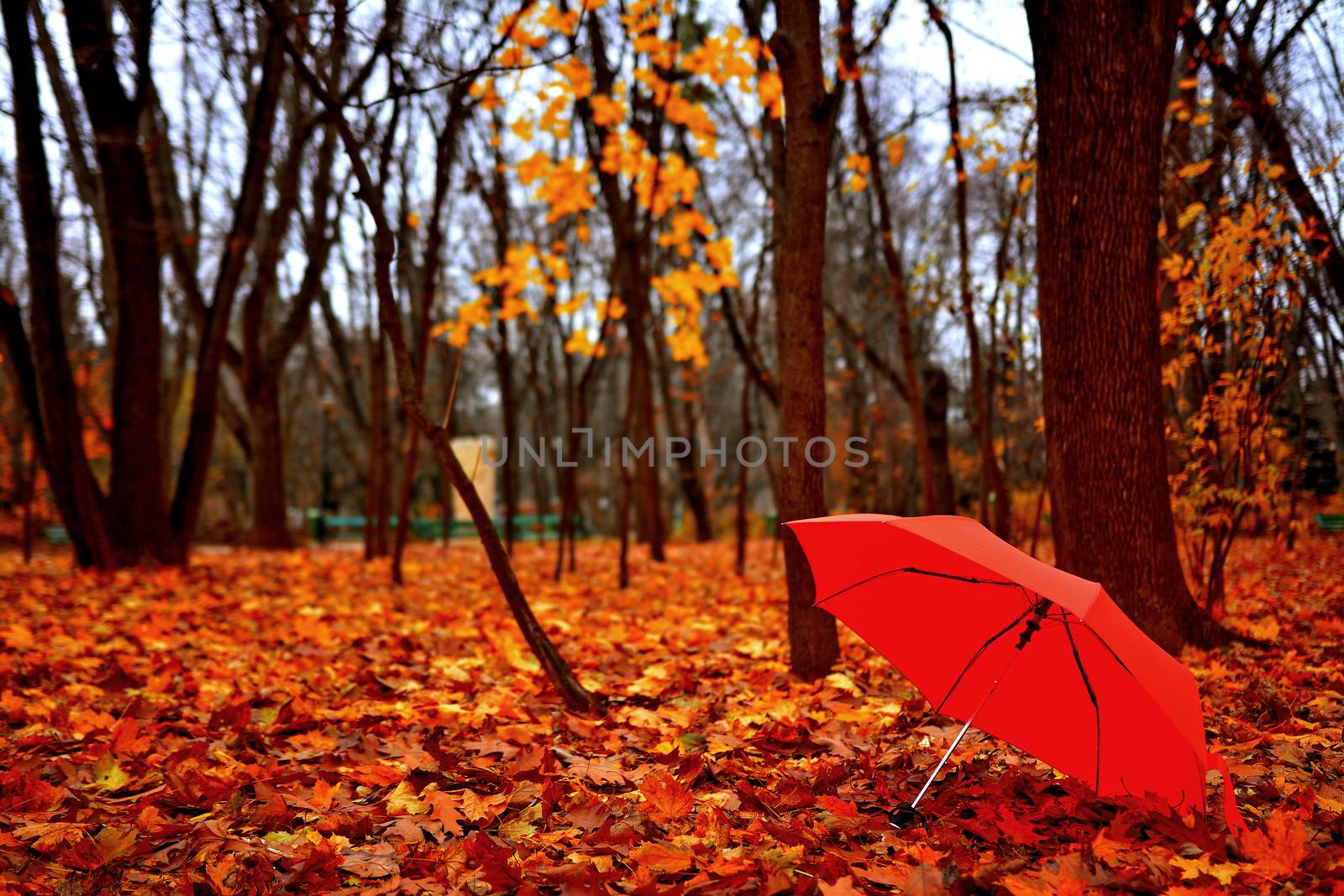 Autumn fall in the park with orange umbrella over withered yellow leaves.