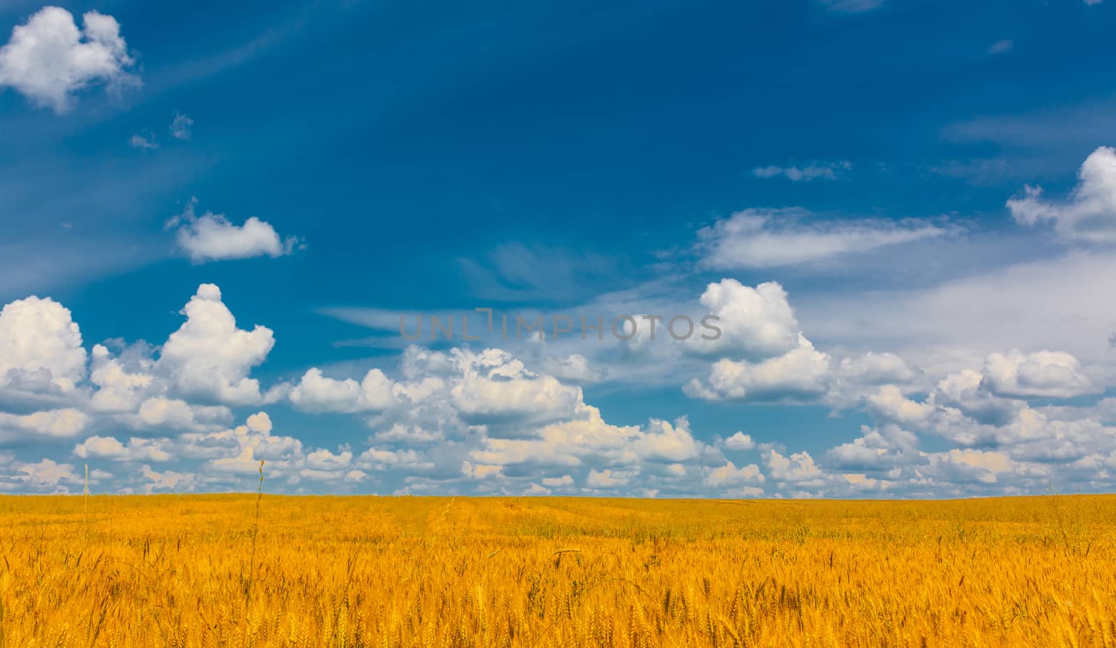 Yellow wheat ears field and blue sky.