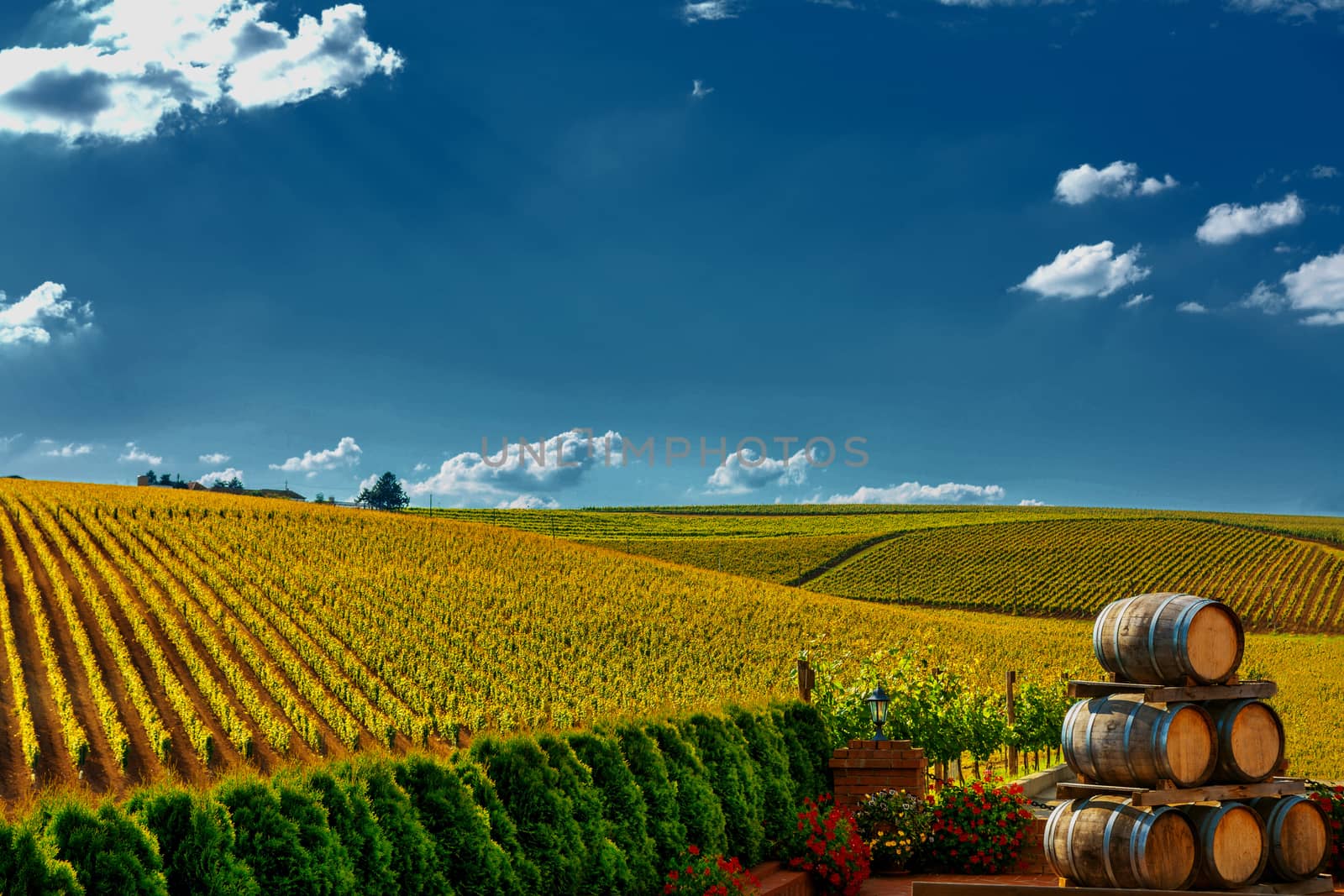 Vineyard with wine barrels in Recas, Romania.