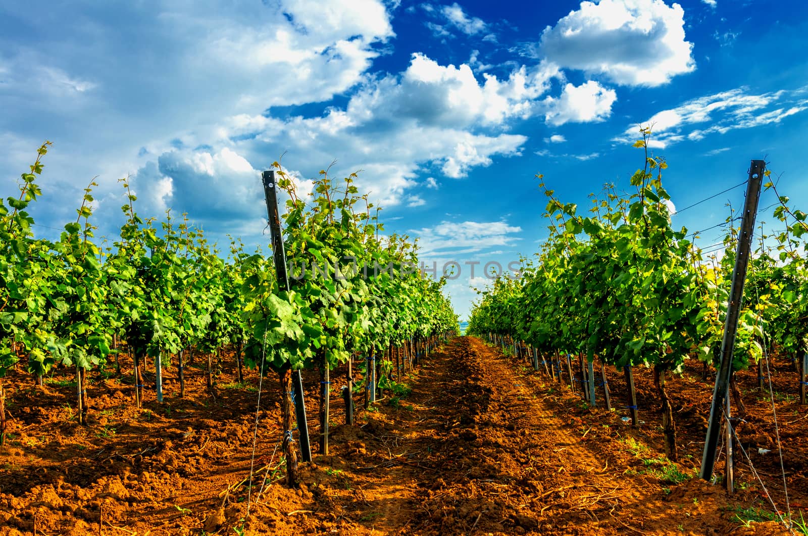 Vine rows. Sunny day at vineyard.