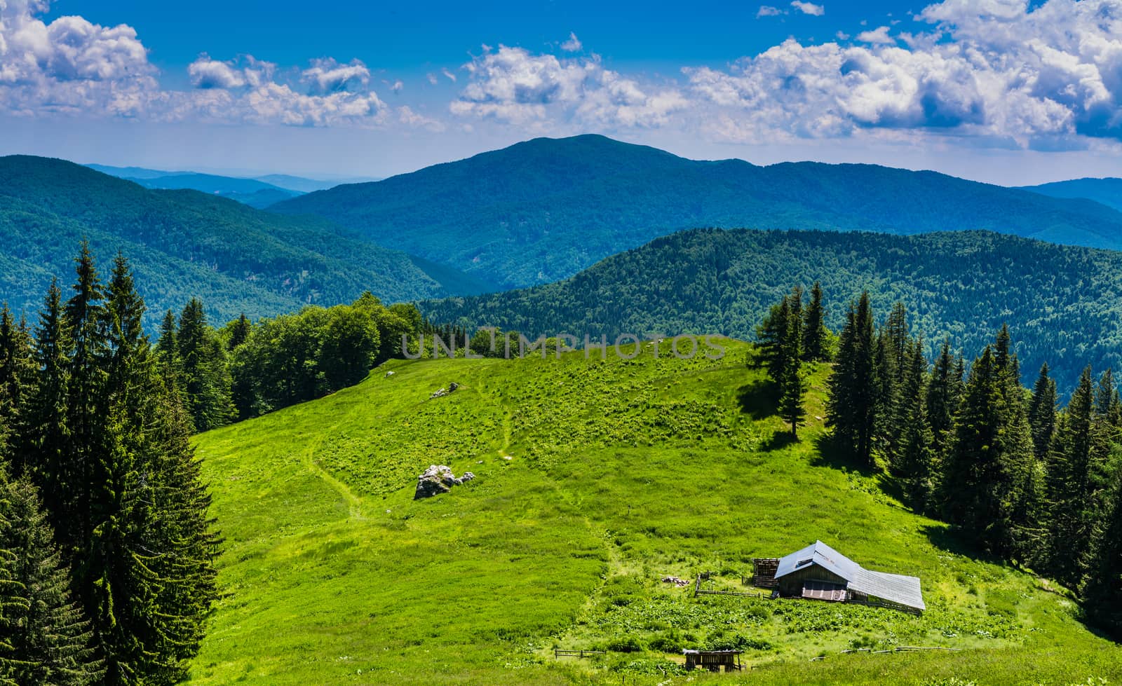 Green grass meadow in the Ciucas Mountains, Romania.