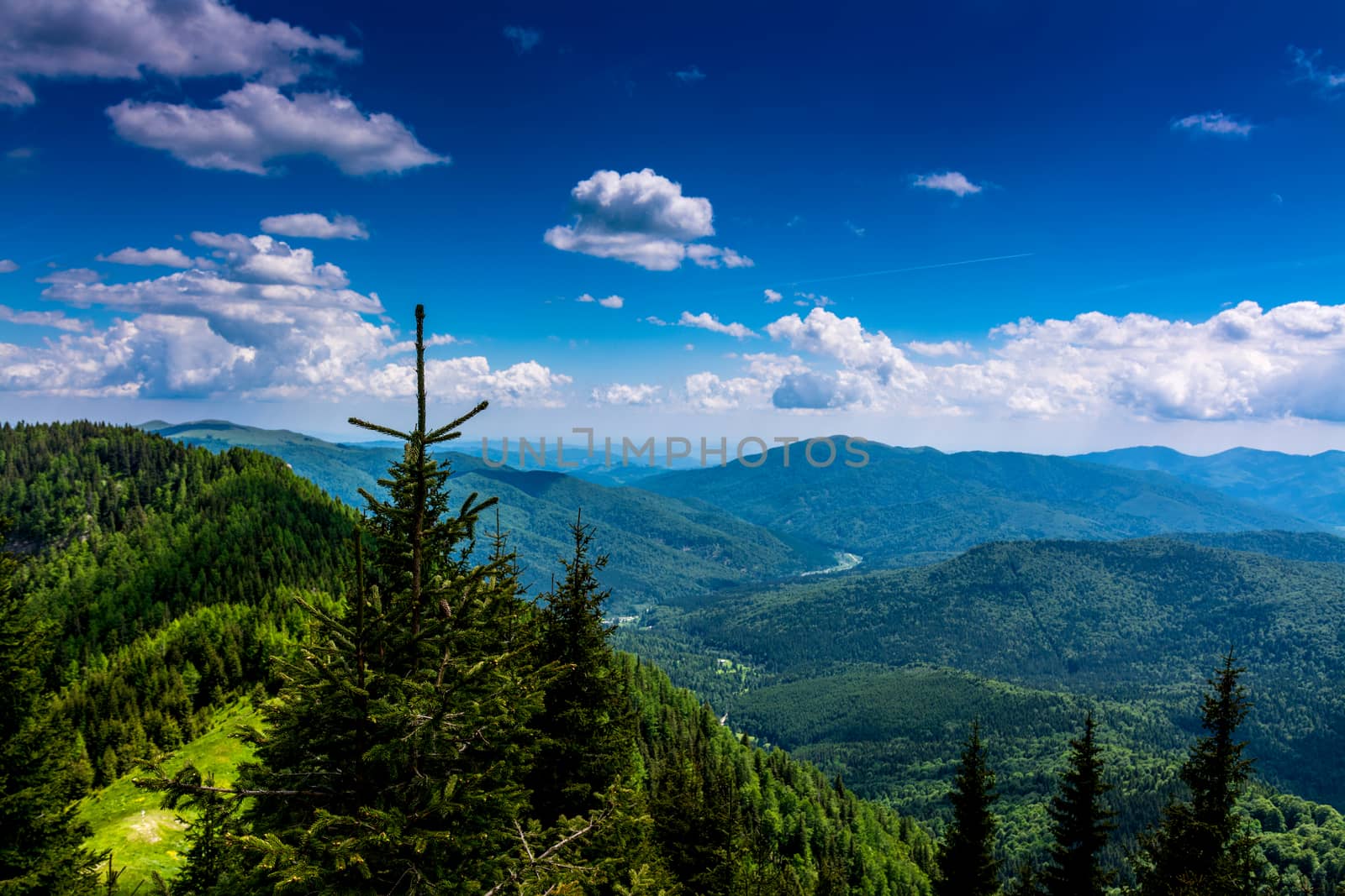 Mountain landscape with fir trees, Ciucas, Romania.