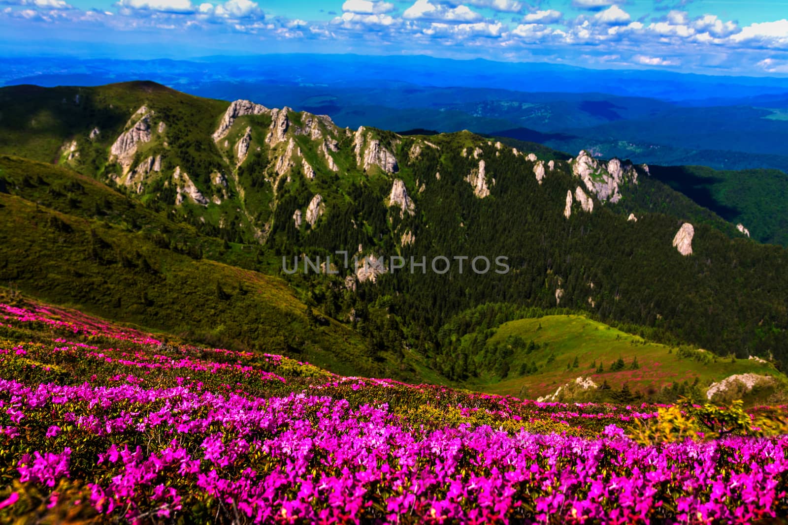 Landscape with pink flowers in Ciucas Mountains.
