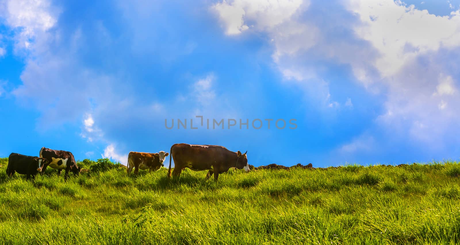 Cows eating grass on high ground.