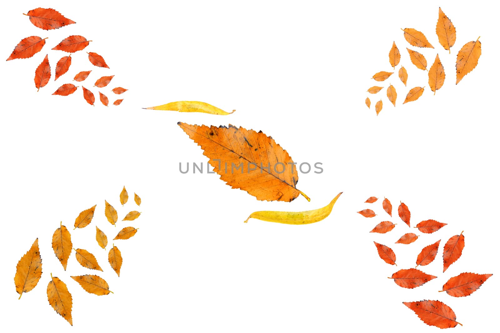 Autumn fall leaves collection isolated.