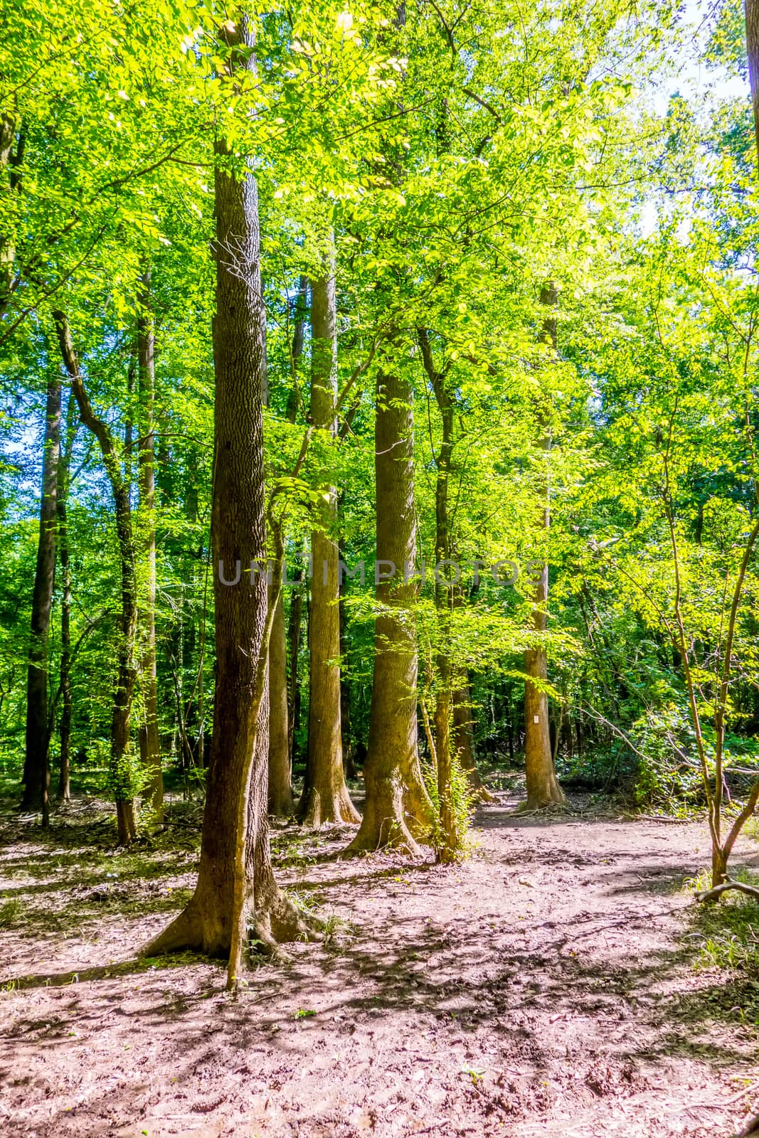 cypress forest and swamp of Congaree National Park in South Caro by digidreamgrafix