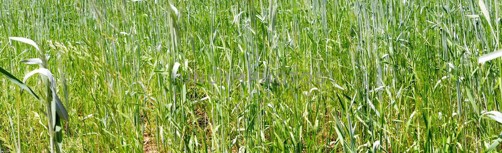 green grass wheat closeup panorama  by digidreamgrafix
