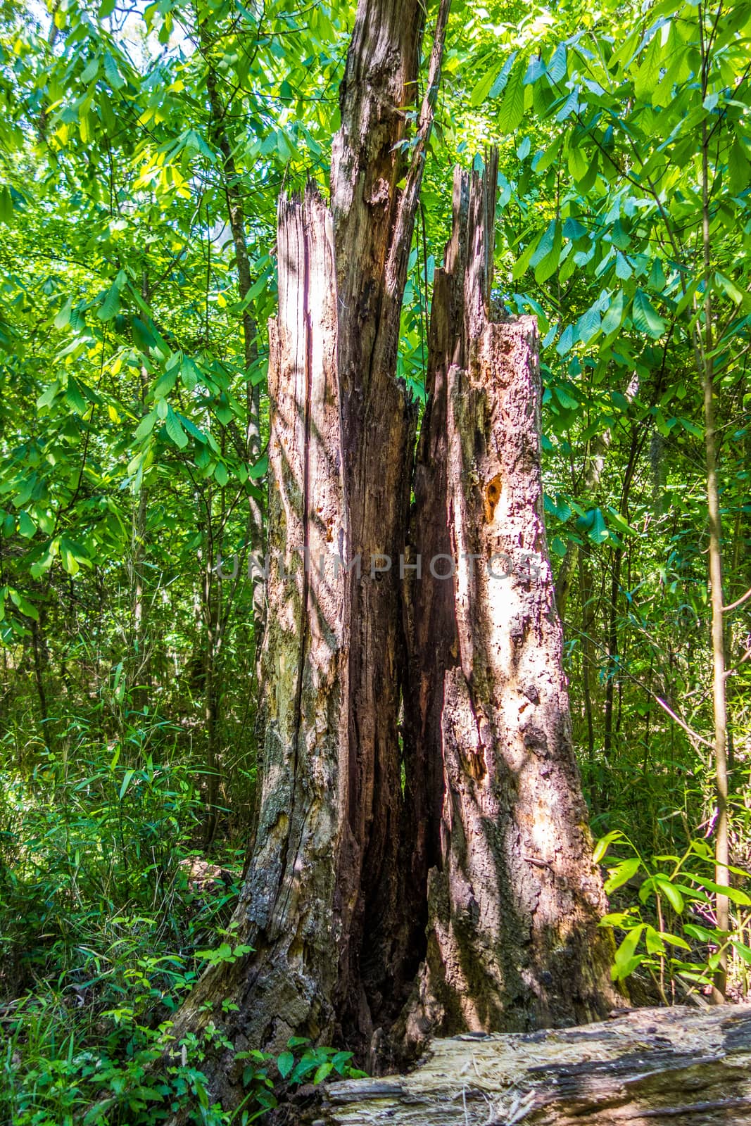 cypress forest and swamp of Congaree National Park in South Caro by digidreamgrafix