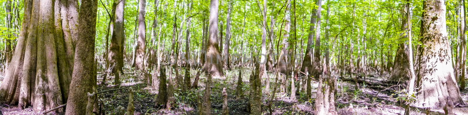 cypress forest and swamp of Congaree National Park in South Caro by digidreamgrafix