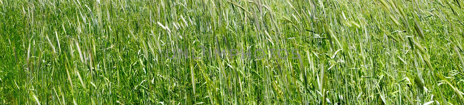 green grass wheat closeup panorama 