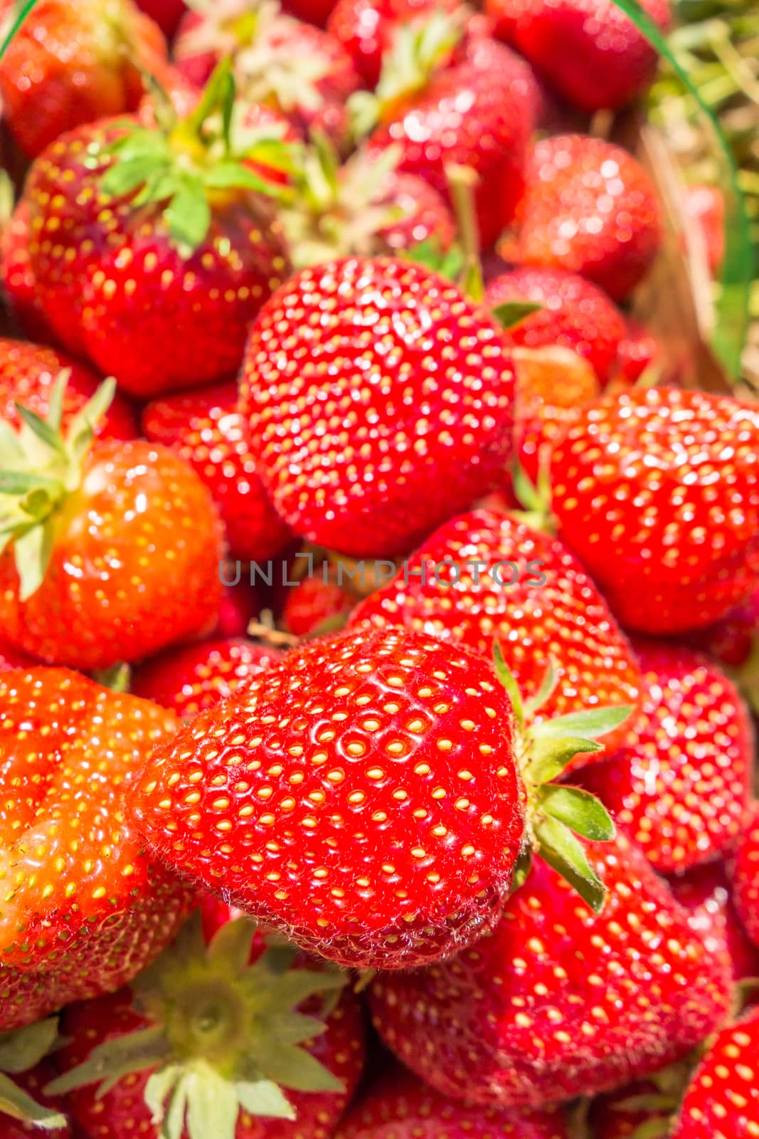 strawberries in natural background