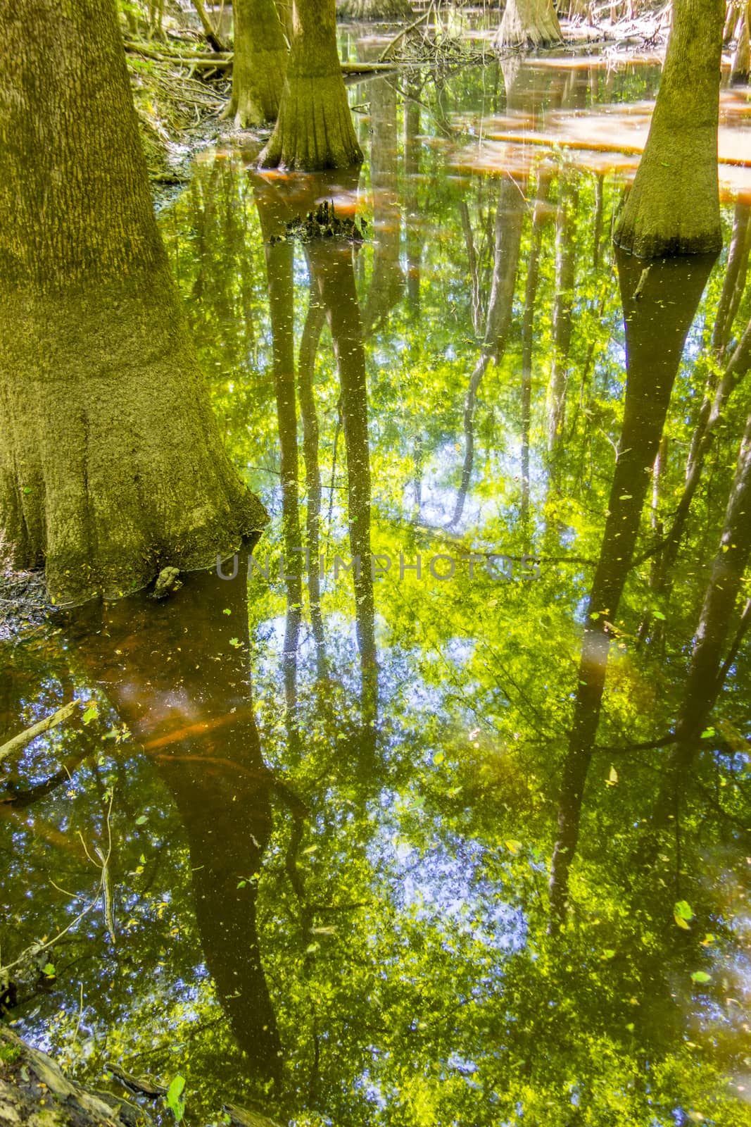 cypress forest and swamp of Congaree National Park in South Caro by digidreamgrafix