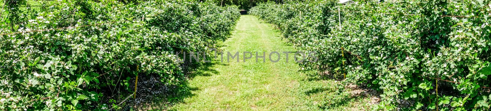 panorama of rapberry farm isle by digidreamgrafix