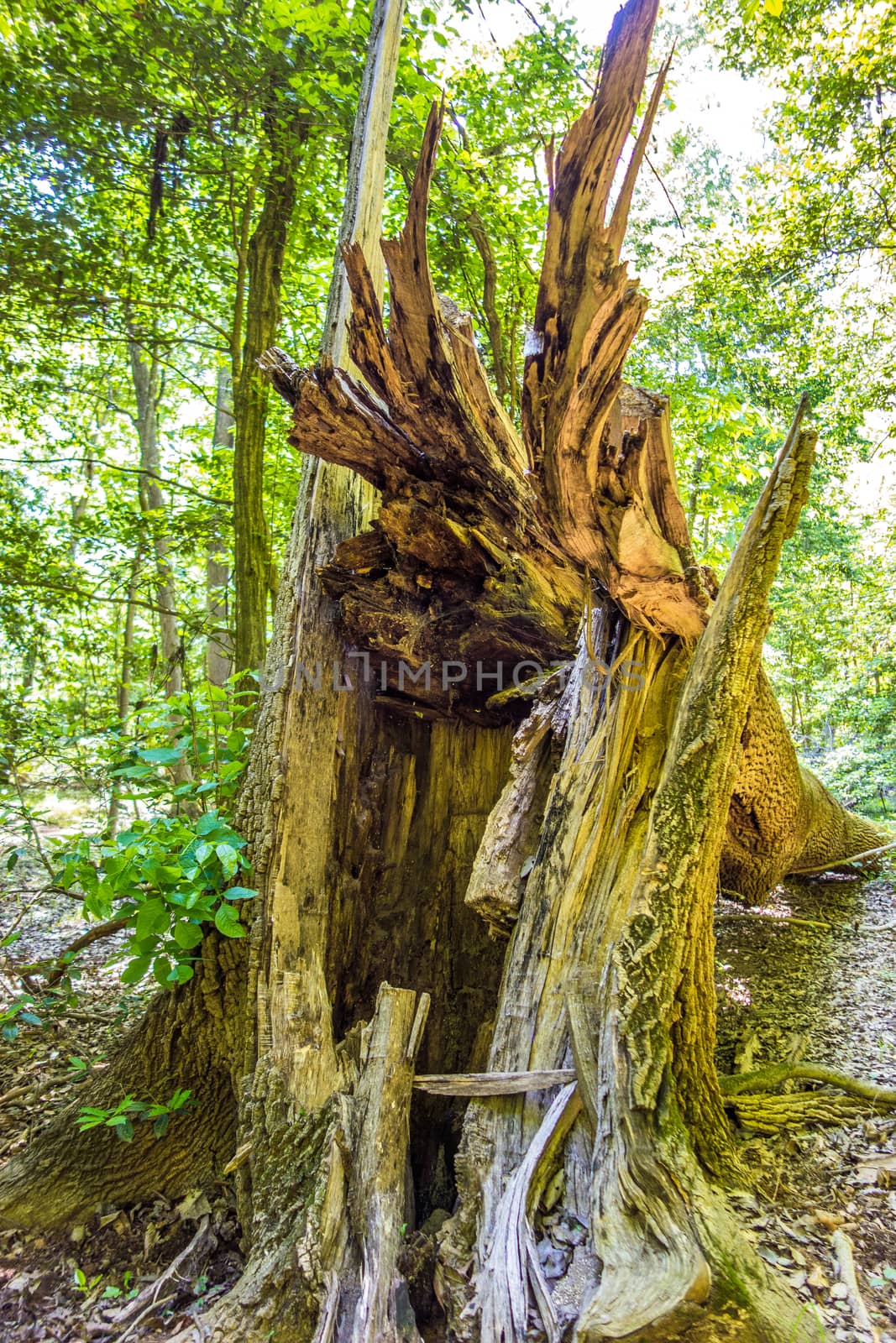 cypress forest and swamp of Congaree National Park in South Carolina