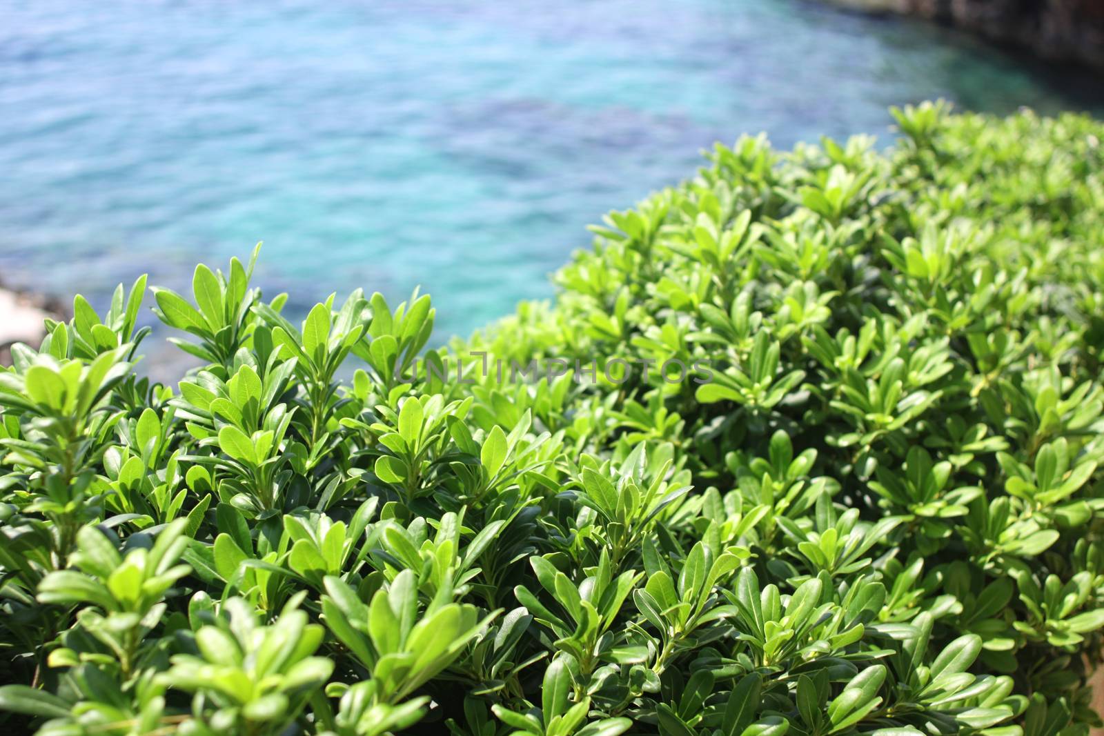 Boxwood on the Mediterranean Sea coast, sunny day