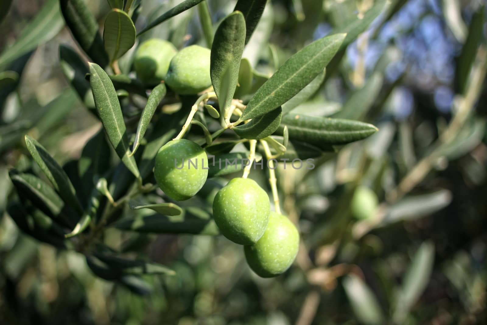 Green olives on branch, selective focus.  by Barbraford