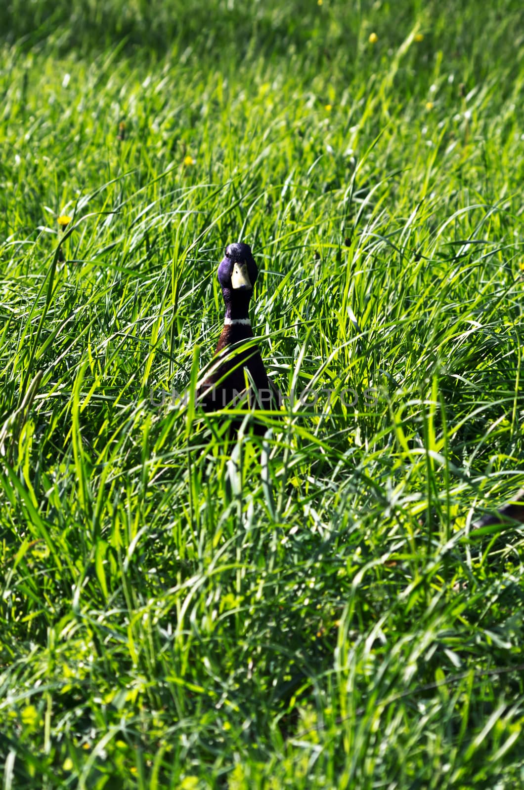 Male and female ducks walking on a grass in a park
