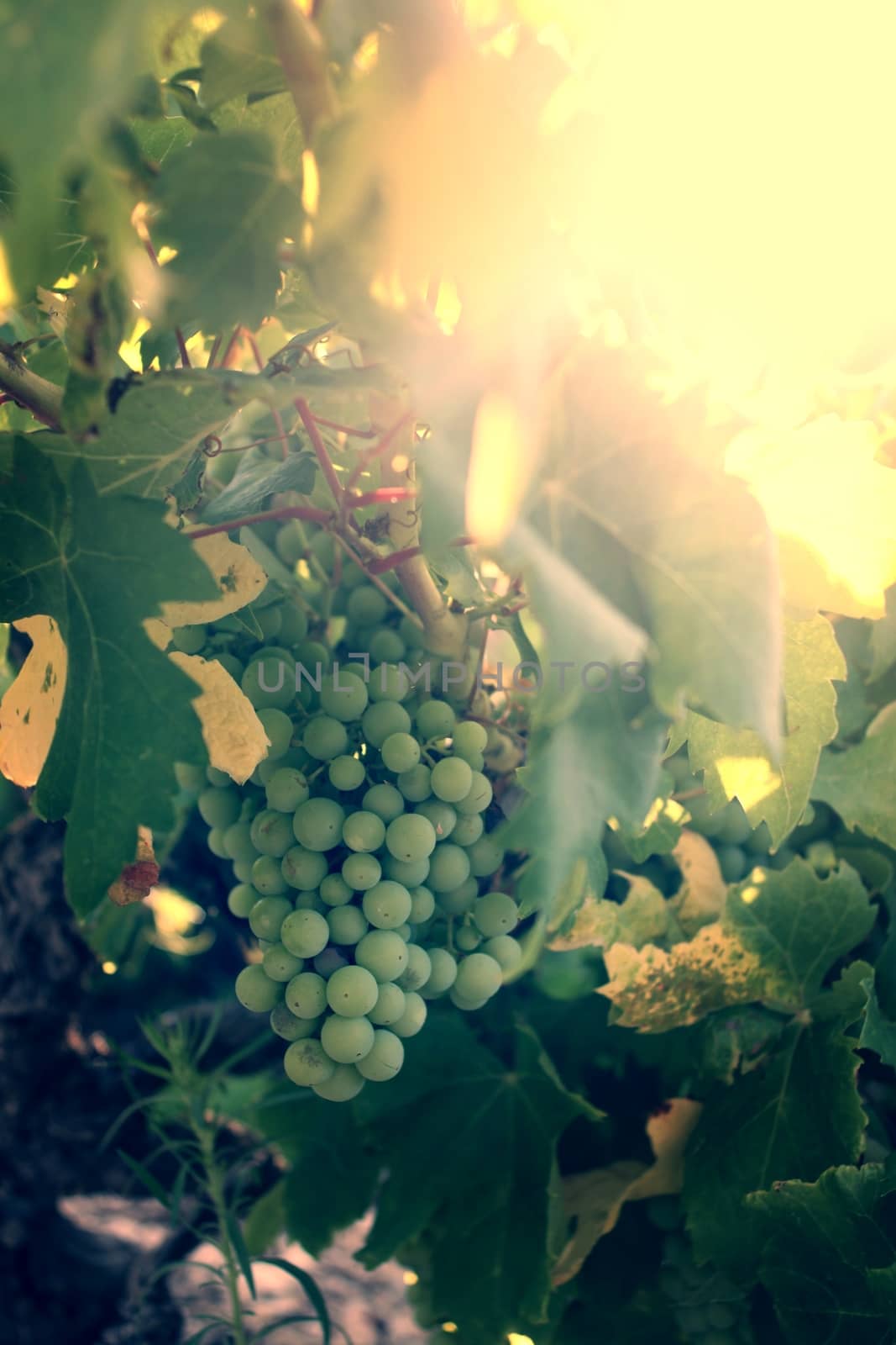 Grapes in the vineyard at sunset, autumn harvest