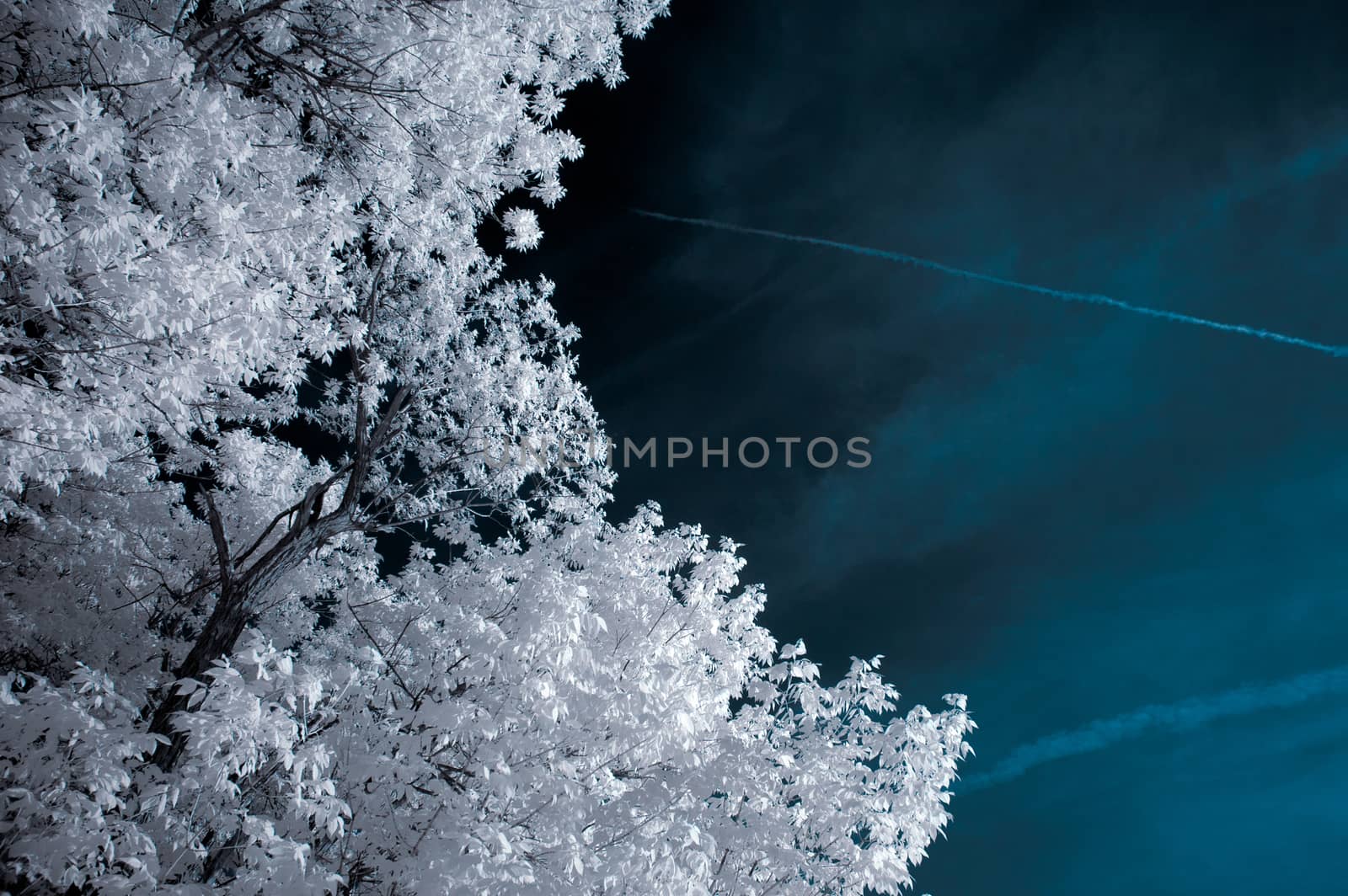 Infrared Landscape with White trees and Water by snelsonc