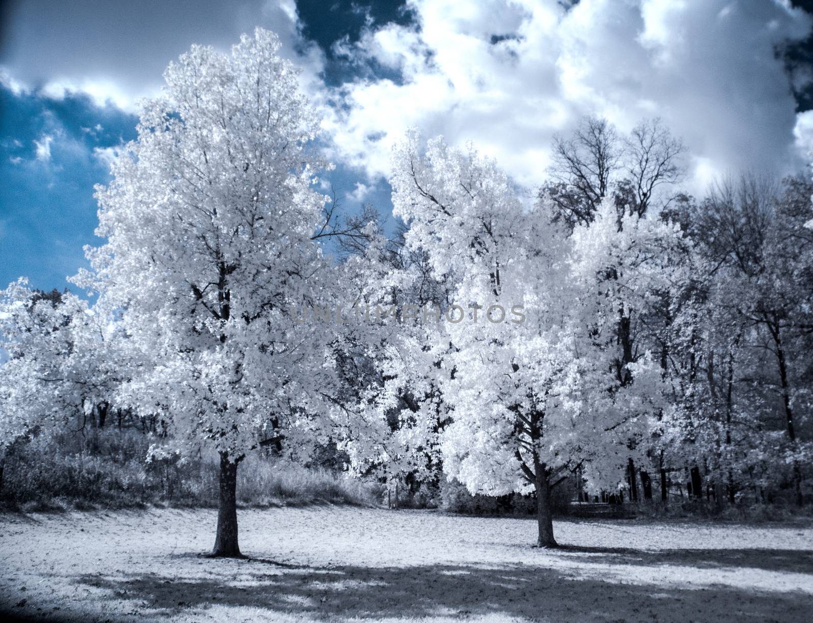 Infrared Landscape with Beautiful White trees and Water
