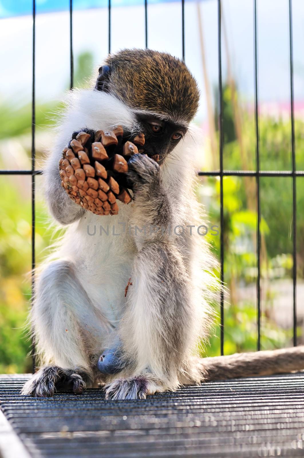 funny little monkey in the cage eating nuts