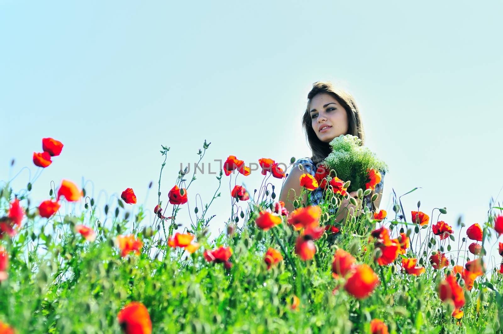 beautiful girl with long hair sitting in the poppy field 