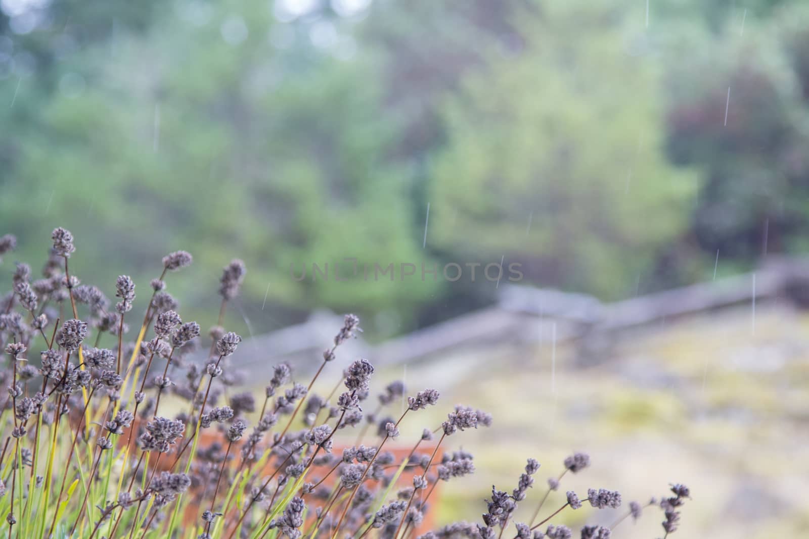 Lavender stalks outside in a light rain.