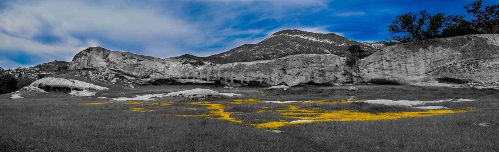 Yellow flowers in a meadow surrounded by rock cliffs.