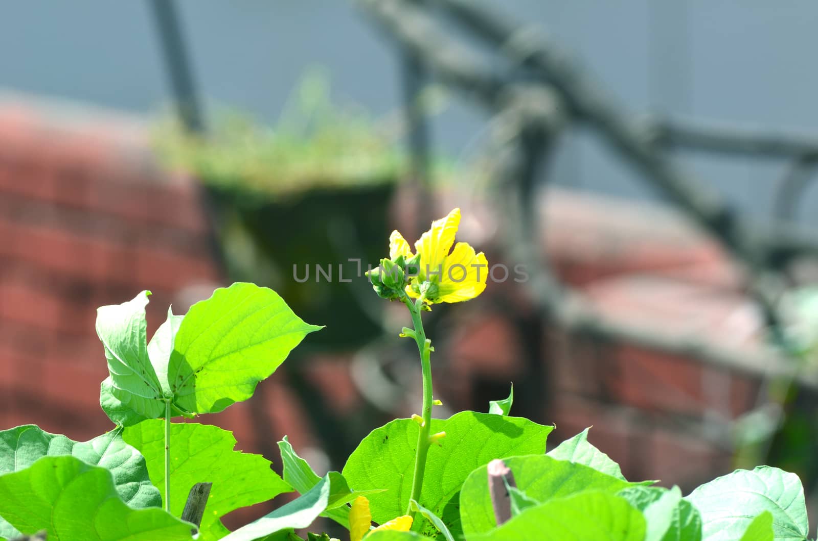 Yellow color flower isolate green leaf background