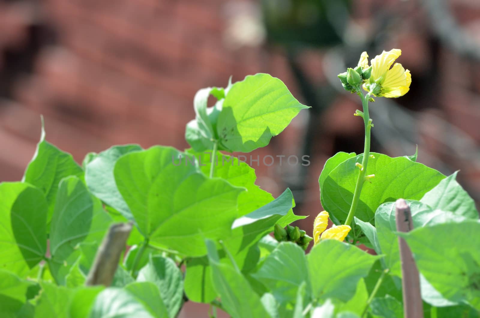 Yellow color flower in the city garden