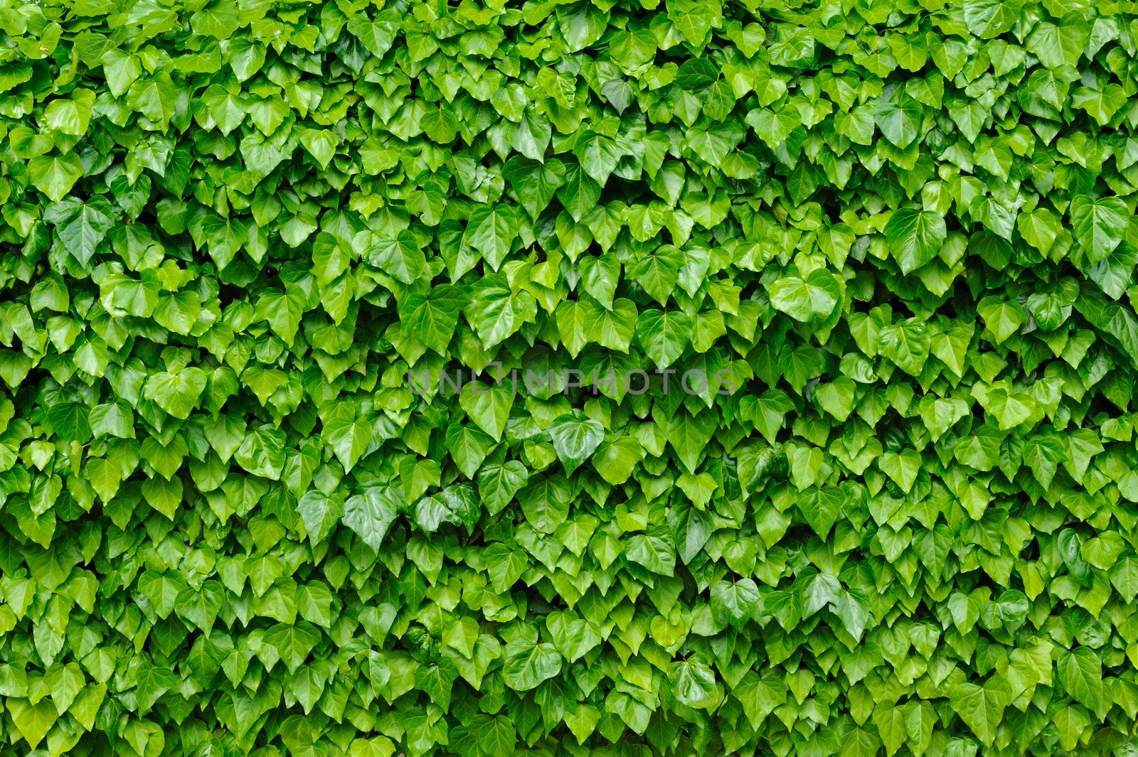 Spring green lush ivy leaves wall background