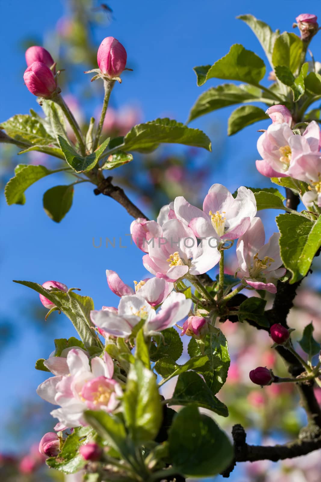 Blossoming apple tree in spring with shallow focus against blue sky