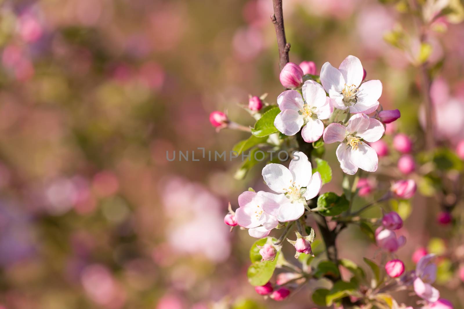Blossoming apple tree in spring with shallow focus