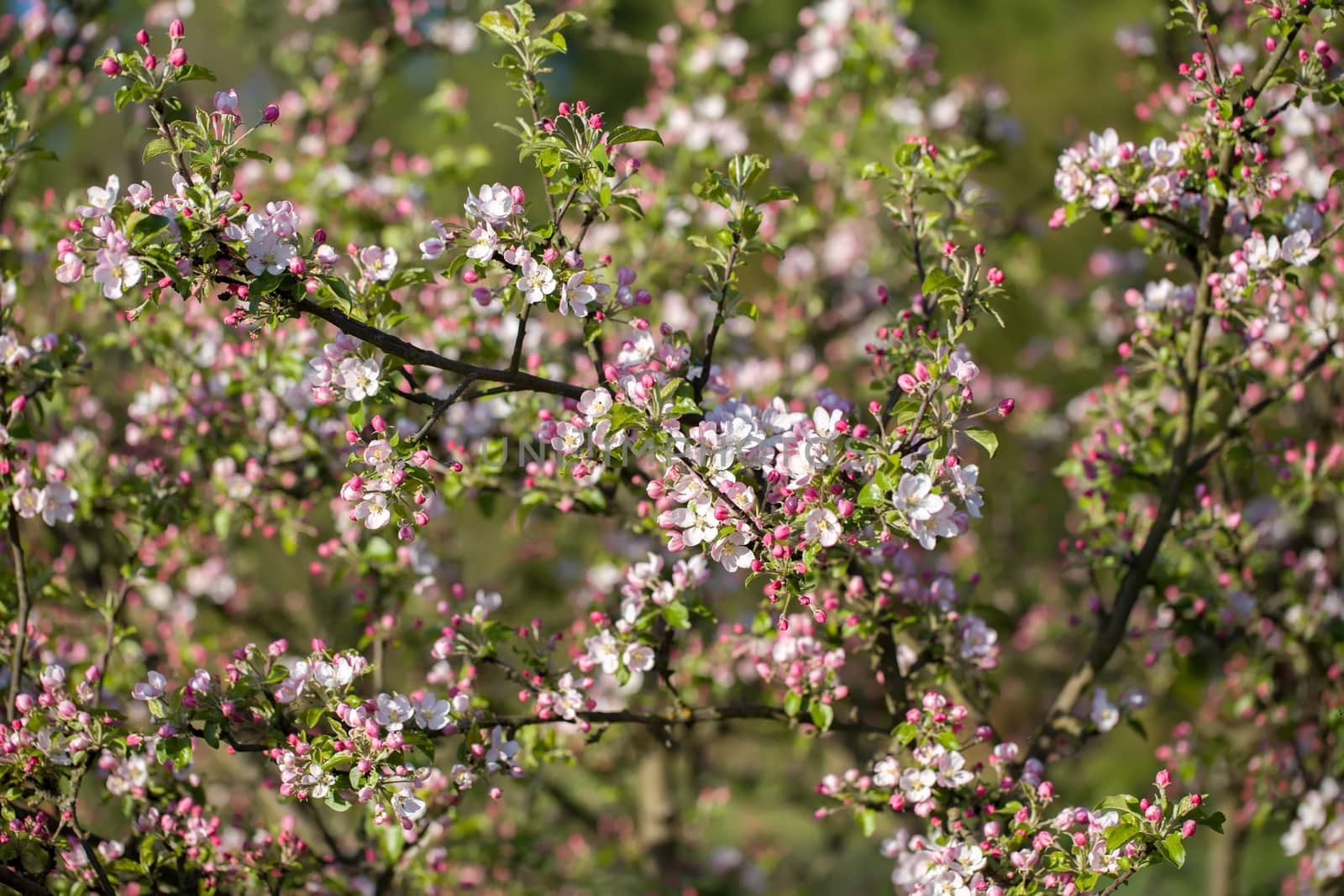Blossoming apple tree in spring with shallow focus